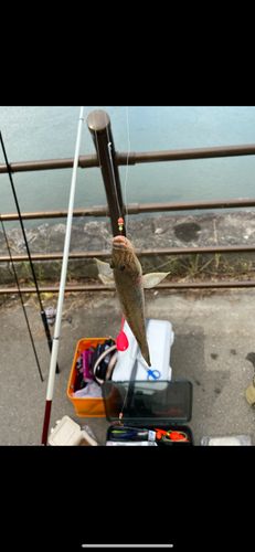 ハゼの釣果