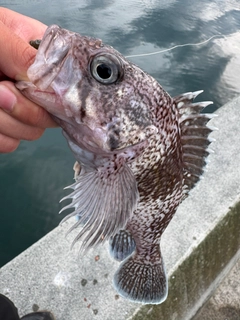 マゾイの釣果