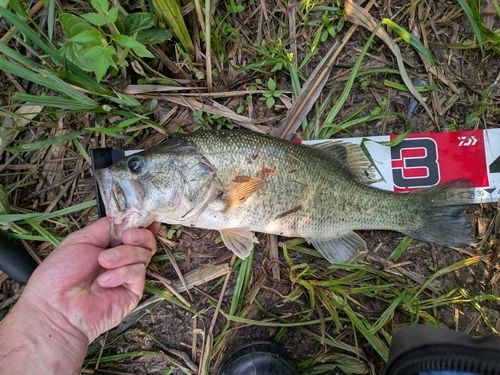 ブラックバスの釣果