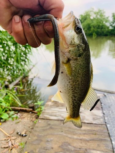 ラージマウスバスの釣果