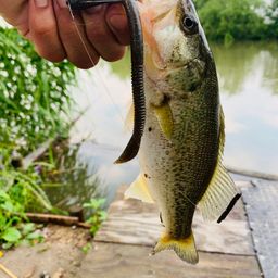 ラージマウスバス