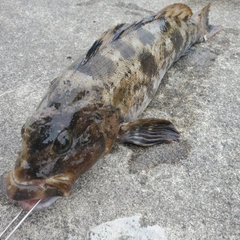 アイナメの釣果