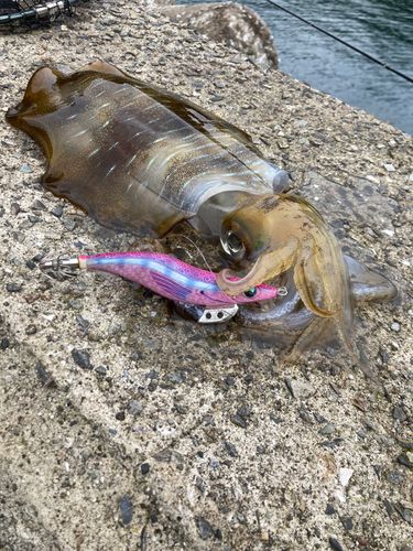 アオリイカの釣果