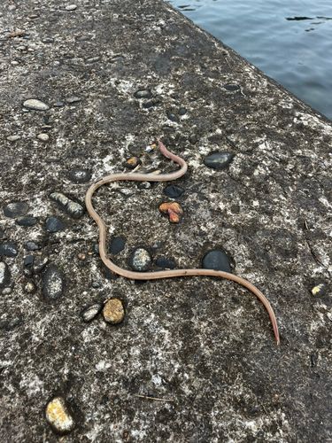 ウミヘビの釣果