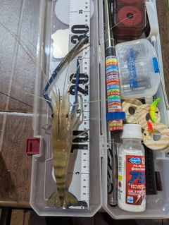 オニテナガエビの釣果