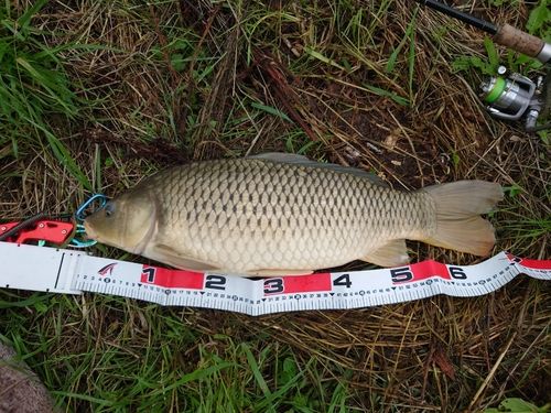 コイの釣果