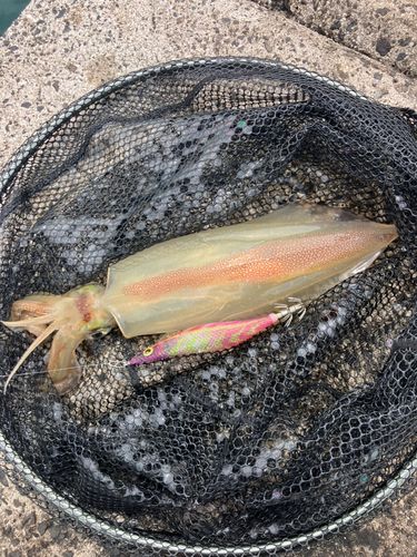 ケンサキイカの釣果
