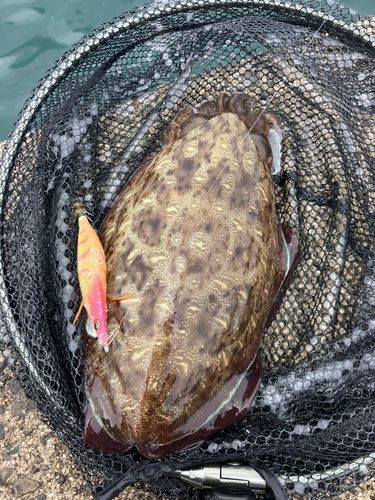 モンゴウイカの釣果