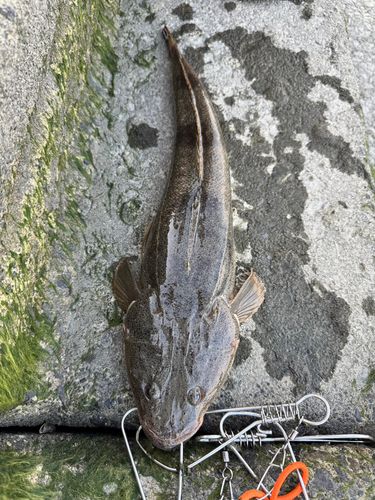 マゴチ