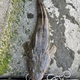 マゴチ