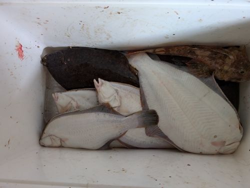 マコガレイの釣果