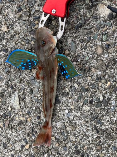 ホウボウの釣果