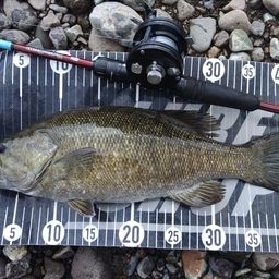 スモールマウスバス