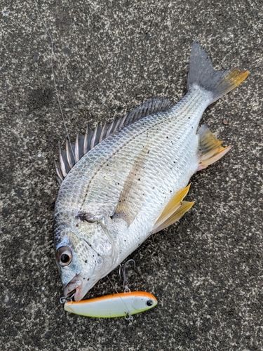 キビレの釣果
