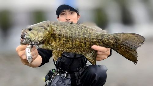 スモールマウスバスの釣果
