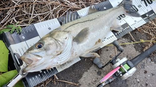 シーバスの釣果