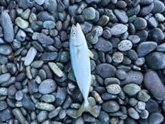ワカシの釣果
