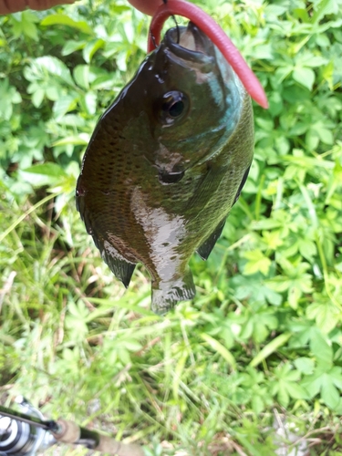 ブルーギルの釣果