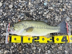 ラージマウスバスの釣果