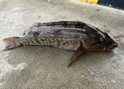 アイナメの釣果