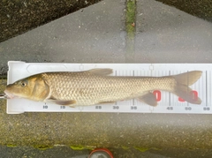 ニゴイの釣果