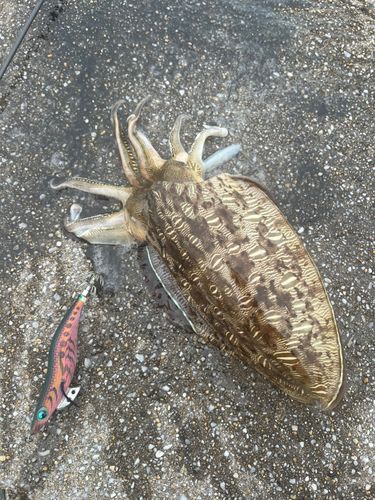 モンゴウイカの釣果