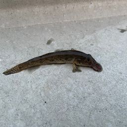 ハゼ