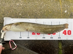 マナマズの釣果