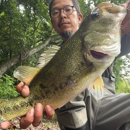 ブラックバス