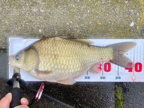 ヘラブナの釣果