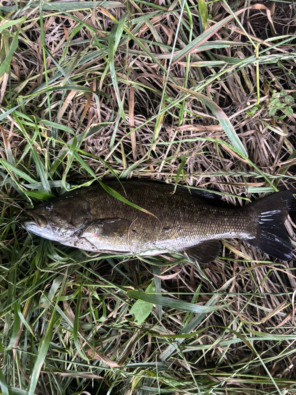 スモールマウスバス