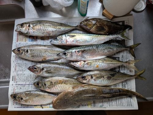 アジの釣果