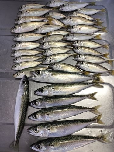 アジの釣果