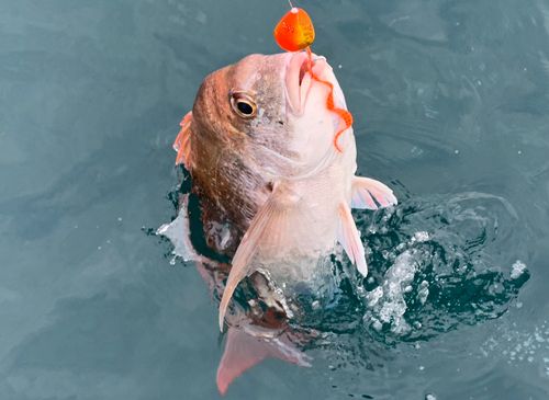 マダイの釣果