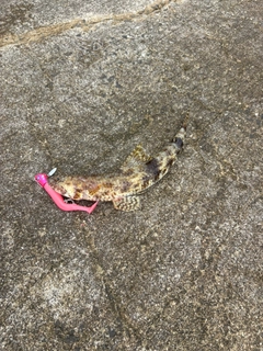 エソの釣果