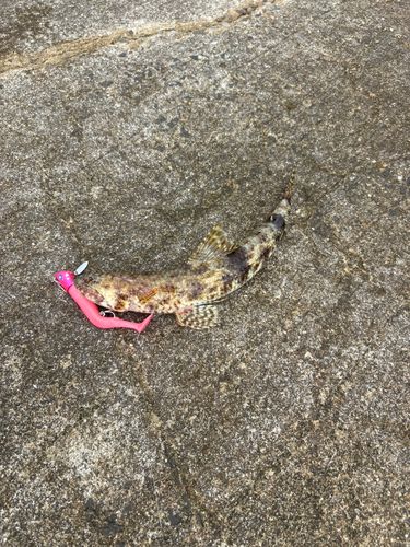 エソの釣果