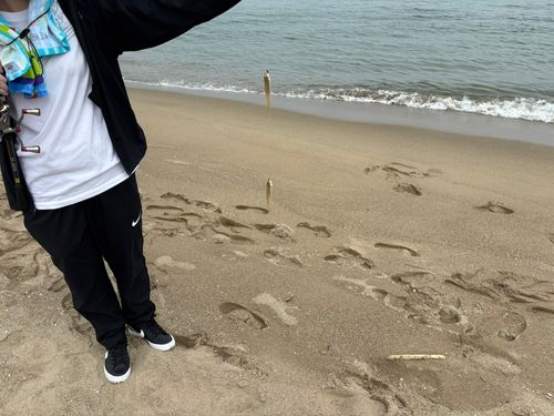 キスの釣果