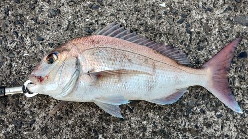 マダイの釣果