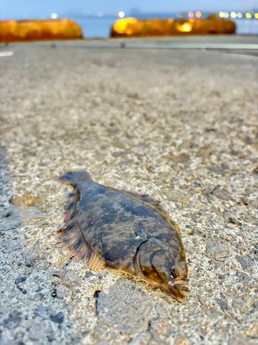 クロガレイの釣果