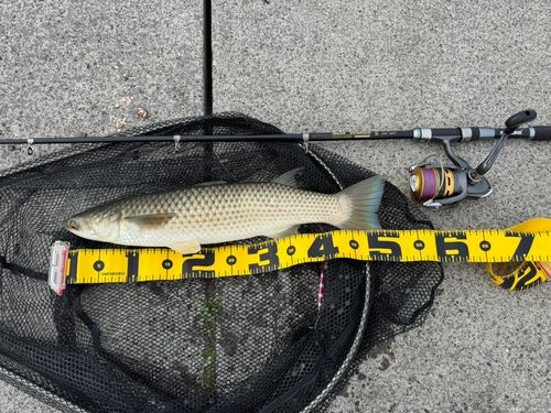 メナダの釣果