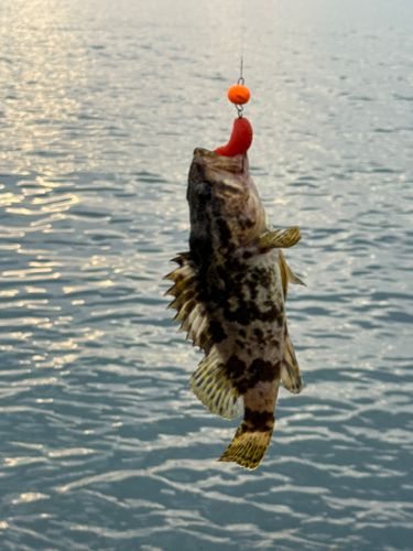 タケノコメバルの釣果