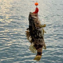 タケノコメバル