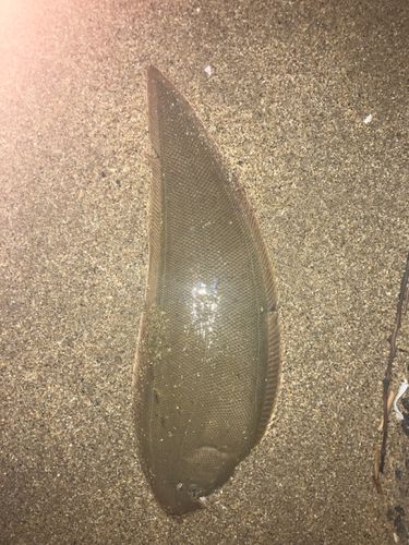 シタビラメの釣果