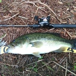 ラージマウスバス