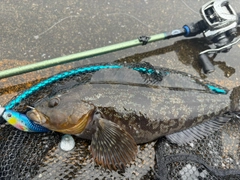 アイナメの釣果