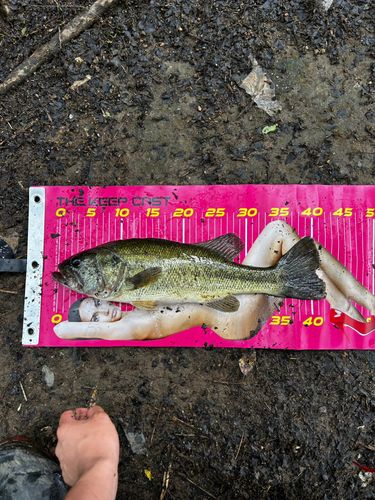 ラージマウスバスの釣果