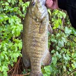 スモールマウスバス