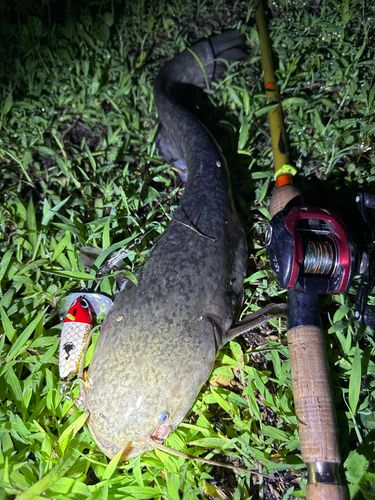 ナマズの釣果