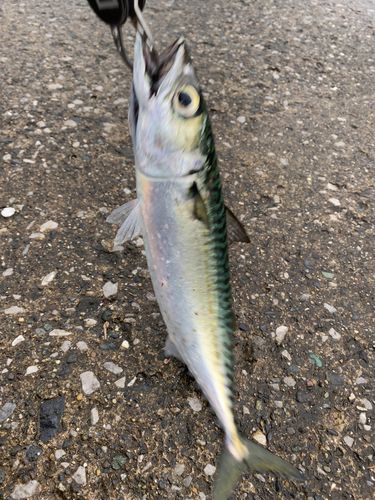 サバの釣果