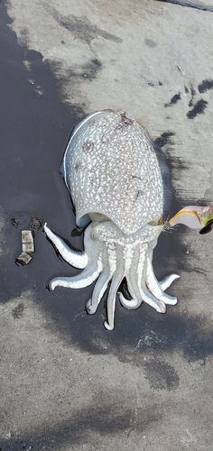 シリヤケイカの釣果